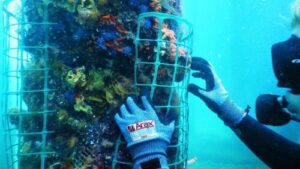 More Than Just A Jetty 2